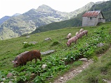 All'Alpe Pian di Via un gruppo di maiali incuriositi ci viene incontro.........
